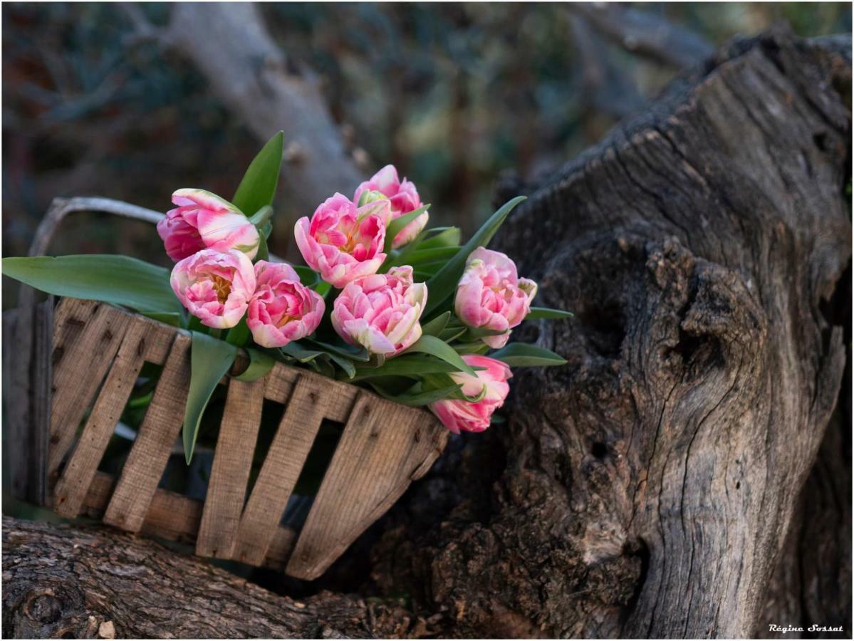 La Bastide Du Castellet Hotel Le Castellet  Ngoại thất bức ảnh